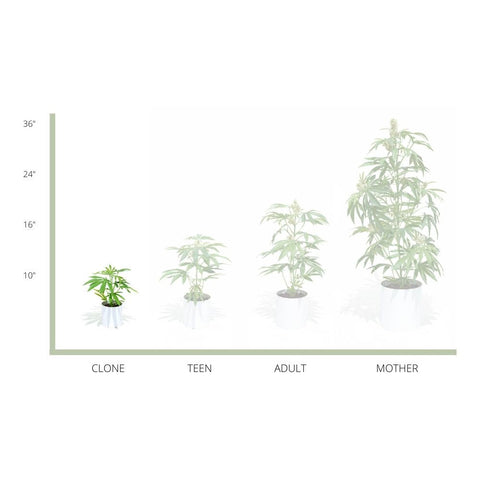 The Clone is the smallest of the Pot Plant collection. This Faux Pot Plant is hyperreal. Unique gift ideas, Best gift ideas, Good gift ideas, Great gifts, Potplant. Pot Plant. The Pot Plant.