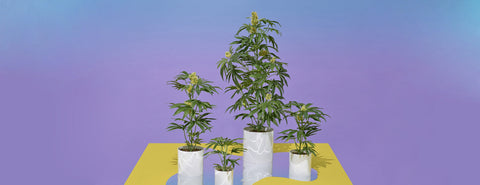 Artificial Houseplants. Pot Plant. PotPlant.shop