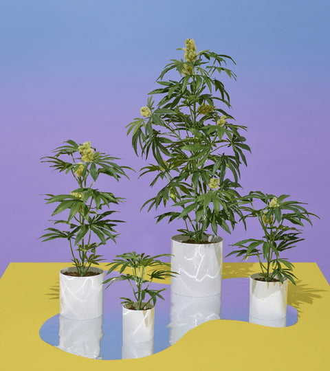 Artificial Houseplants. Pot Plant. PotPlant.shop