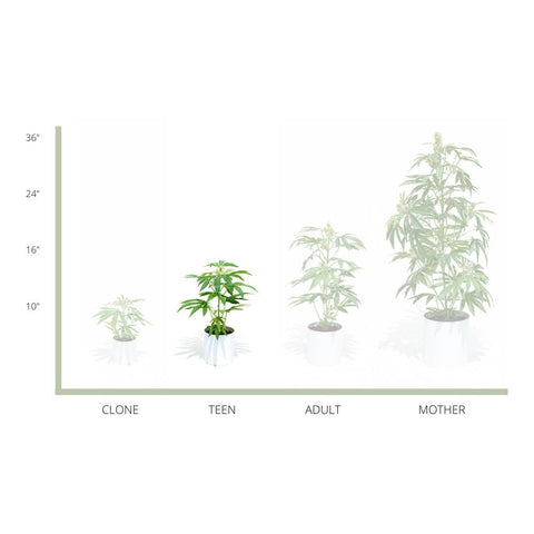 Pot Plant, most common plants, common, Pot Plant teen white, house plants with long lifespan house plants, This Faux Pot Plant is hyperreal. Pot Plant is an artificial cannabis plant. Potplant. Pot Plant. The Pot Plant.