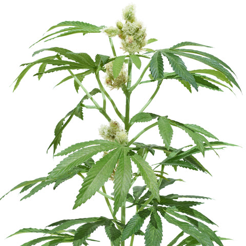The Adult Pot Plant, fake plants that look real, artificial houseplants, Fake plants, Artificial plants for home decor, Most Realistic artificial plants, Best fake plants, Potplant. Pot Plant. The Pot Plant.