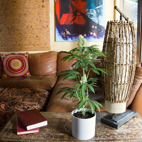 The Adult Pot Plant, fake plants that look real, artificial houseplants, Fake plants, Artificial plants for home decor, Most Realistic artificial plants, Best fake plants, Potplant. Pot Plant. The Pot Plant.