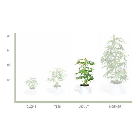 The Adult Pot Plant, fake plants that look real, artificial houseplants, Fake plants, Artificial plants for home decor, Most Realistic artificial plants, Best fake plants, Potplant. Pot Plant. The Pot Plant.