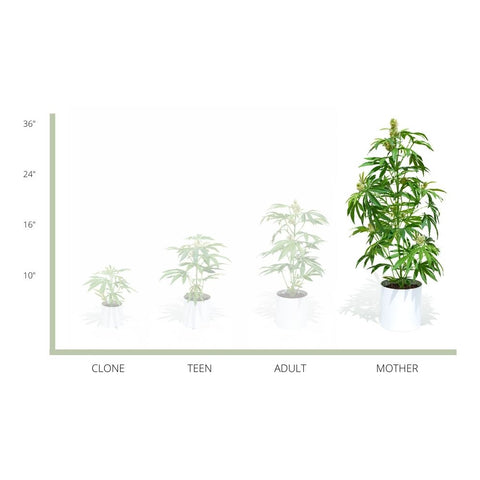 The Mother Pot PlanThe Mother Pot Plant is a great easy to care for Plant. This Faux Pot Plant is hyperreal. Pot Plant is an artificial houseplant. Potplant. Pot Plant. The Pot Plant.