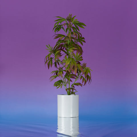 36" Purple Mother Pot Plant