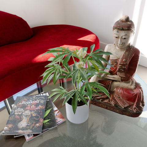 Pot Plant, most common plants, common, Pot Plant teen white, house plants with long lifespan house plants, This Faux Pot Plant is hyperreal. Pot Plant is an artificial cannabis plant. Potplant. Pot Plant. The Pot Plant.