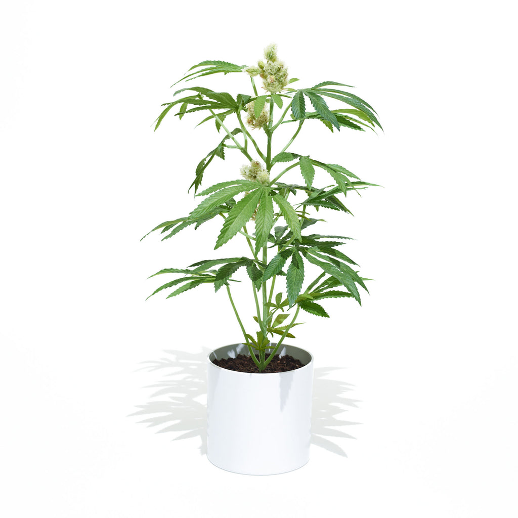 22" Adult Pot Plant