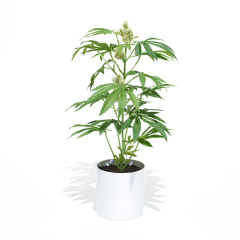 The Adult Pot Plant, fake plants that look real, artificial houseplants, Fake plants,  Artificial plants for home decor, Most Realistic artificial plants, Best fake plants, Potplant. Pot Plant. The Pot Plant. 