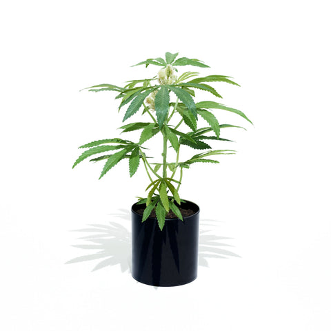 Pot Plant, most common plants, common, Pot Plant teen white, house plants with long lifespan house plants,