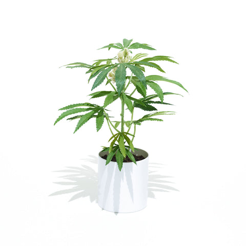 Pot Plant, most common plants, common, Pot Plant teen white, house plants with long lifespan house plants,