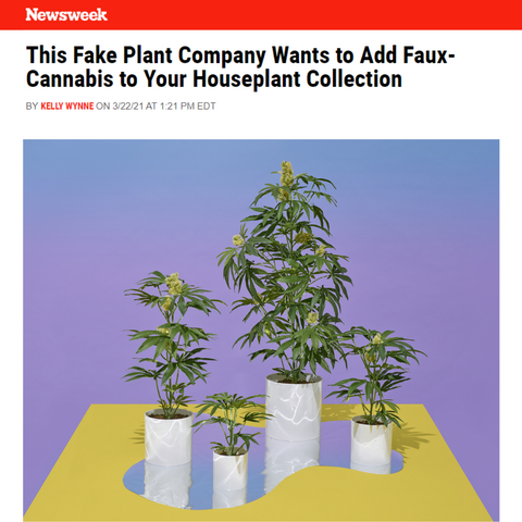 Newsweek Thinks Pot Plants are the Newest Houseplant Trend