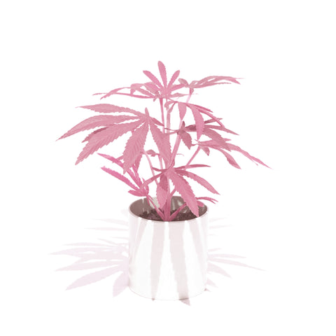 10" Pink Clone Pot Plant