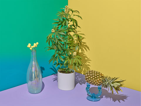 Artificial Houseplants. Pot Plant. PotPlant.shop