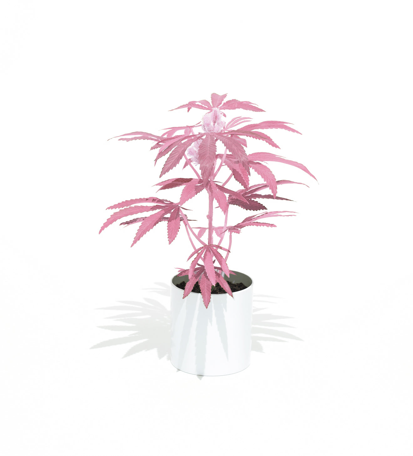 pink pot plant 16" Pink Teen Pot Plant Pink in White Pot