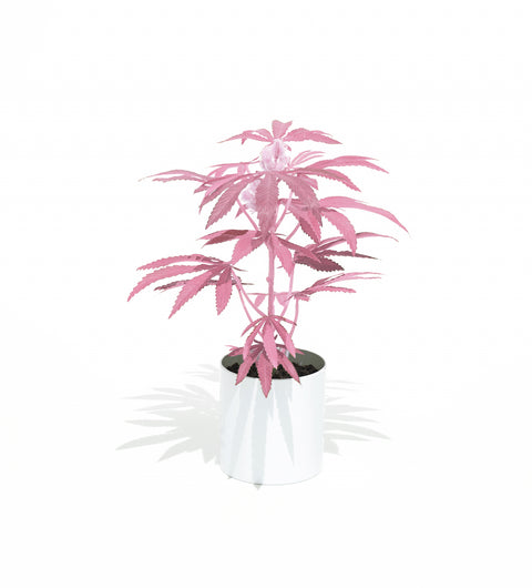 16" Pink Teen Pot Plant