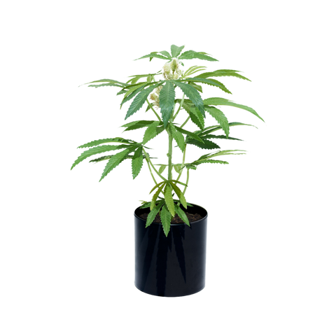 Artificial Houseplants. Pot Plant. PotPlant.shop