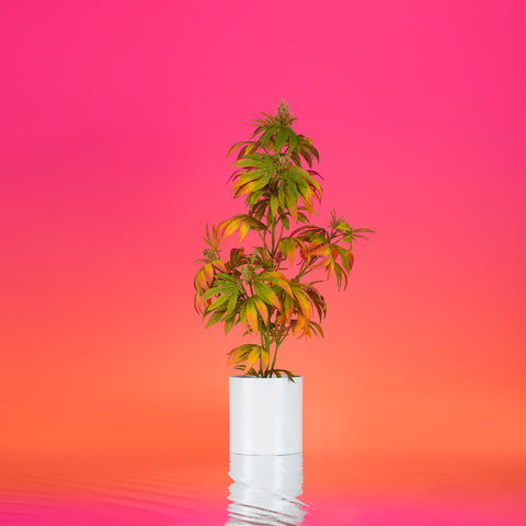 36" Sunset Mother Pot Plant
