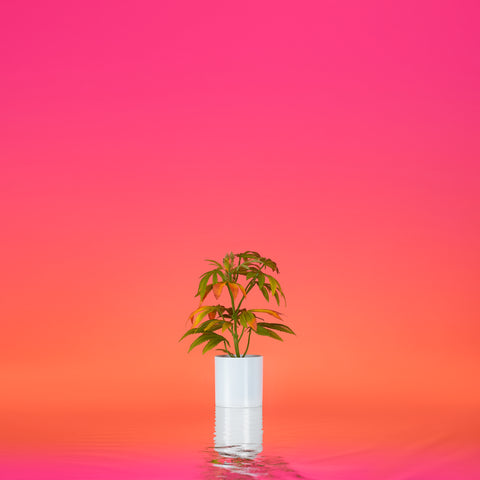 16" Sunset Teen Pot Plant