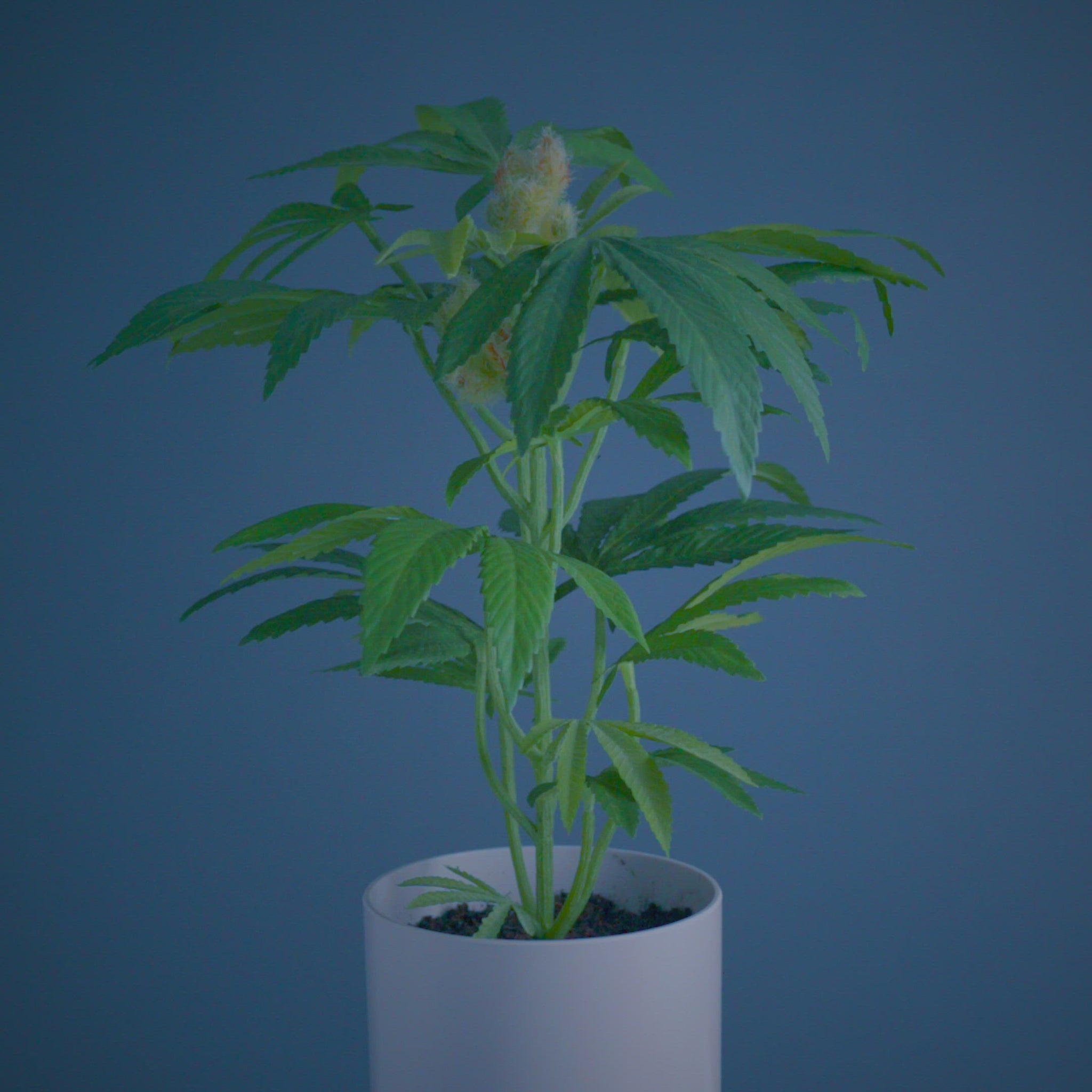 Pot Plant, most common plants, common, Pot Plant teen white,  house plants with long lifespan house plants, This Faux Pot Plant is hyperreal. Pot Plant is an artificial cannabis plant.  Potplant. Pot Plant. The Pot Plant. 