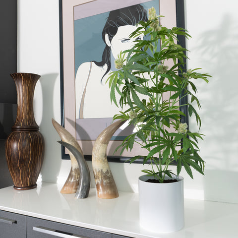 The Mother Pot Plant is a great easy to care for Plant.  This Faux Pot Plant is hyperreal. Pot Plant is an artificial houseplant.  Potplant. Pot Plant. The Pot Plant. 