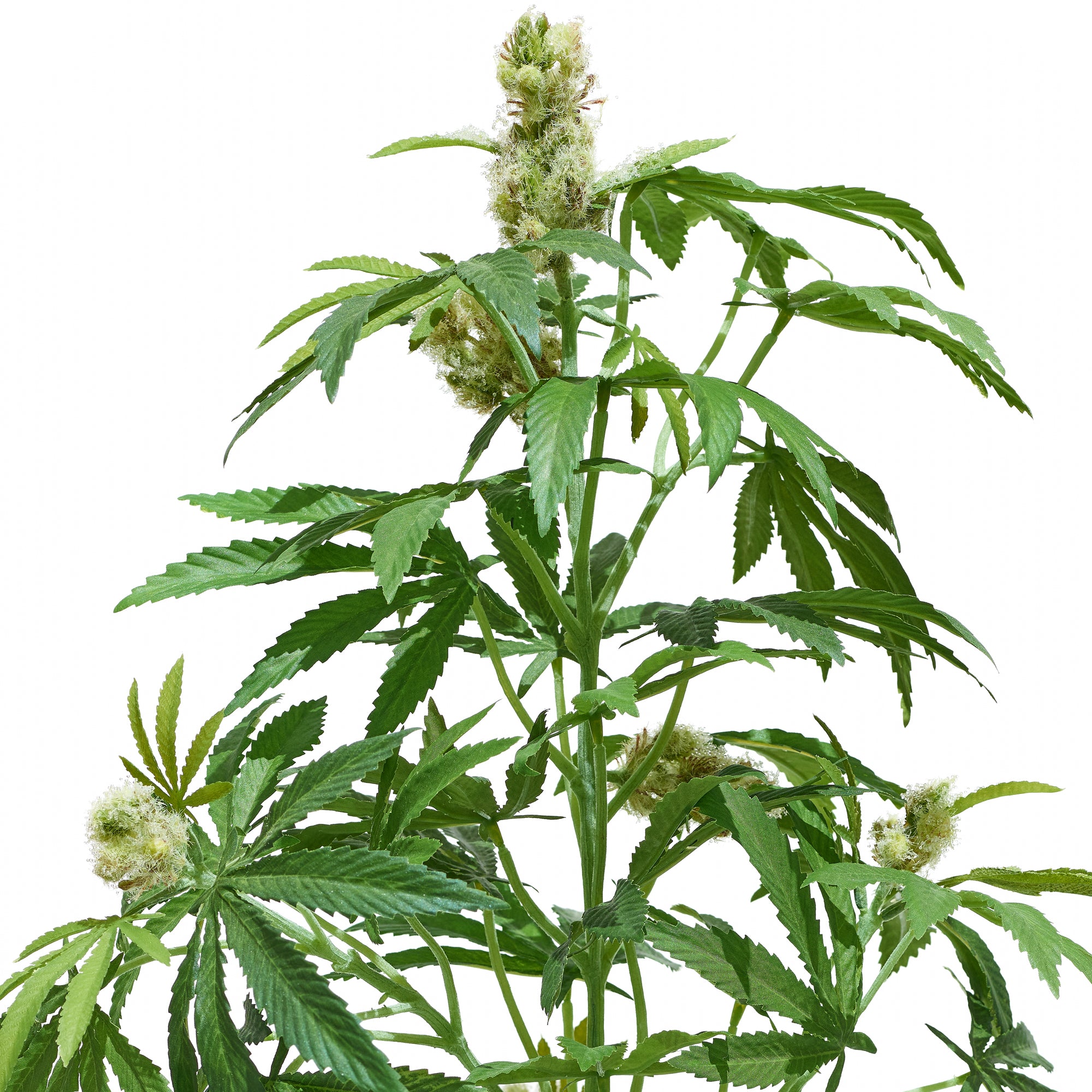 weed plant png