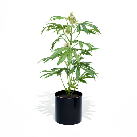 The Adult Pot Plant, fake plants that look real, artificial houseplants, Fake plants,  Artificial plants for home decor, Most Realistic artificial plants, Best fake plants, Potplant. Pot Plant. The Pot Plant. 