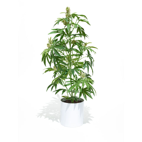 The Mother Pot Plant is a great easy to care for Plant.  This Faux Pot Plant is hyperreal. Pot Plant is an artificial cannabis plant.  Potplant. Pot Plant. The Pot Plant. 