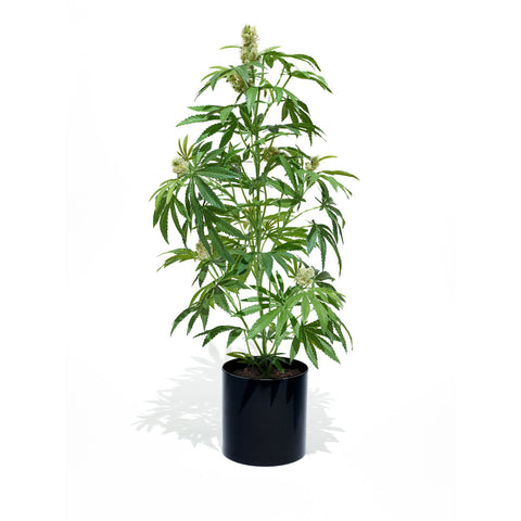 36" Mother Pot Plant