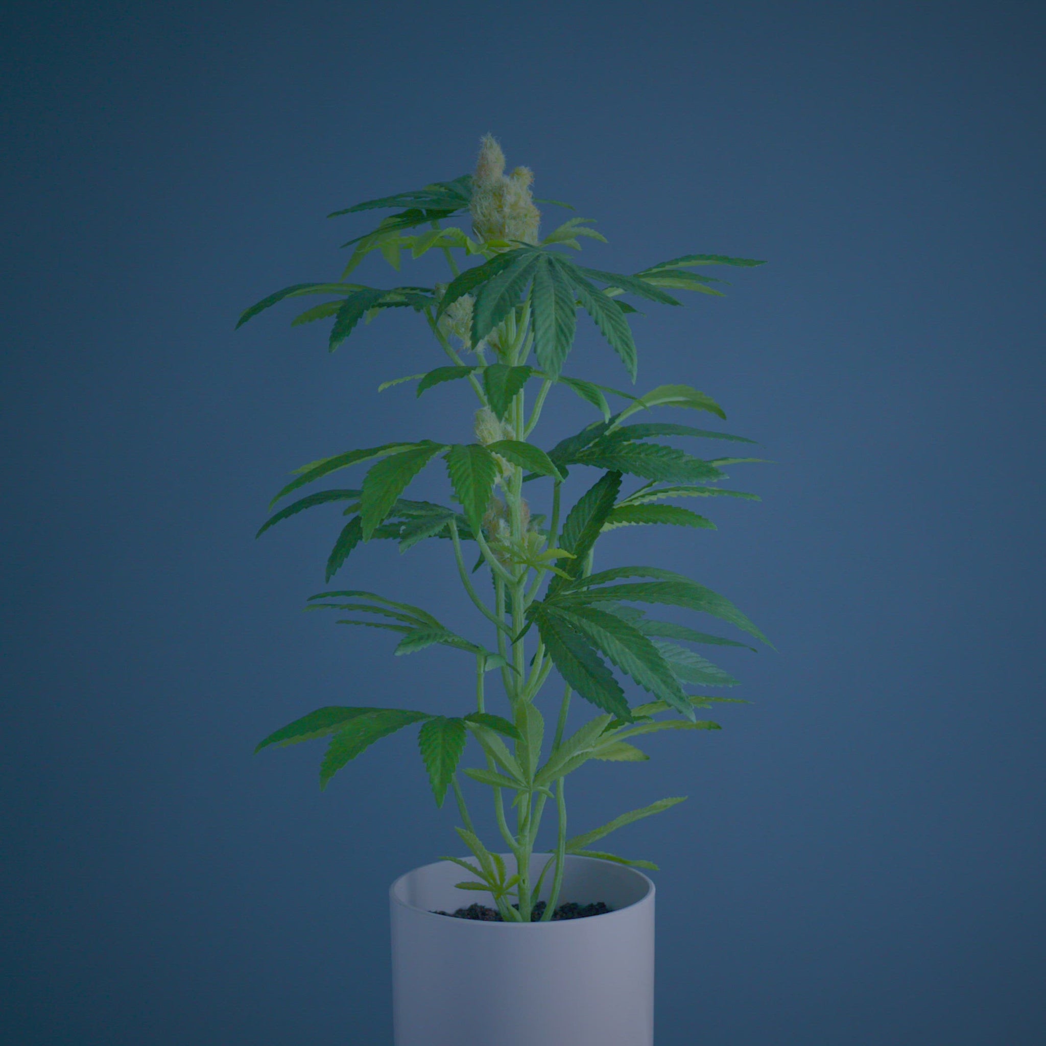 The Adult Pot Plant, fake plants that look real, artificial houseplants, Fake plants,  Artificial plants for home decor, Most Realistic artificial plants, Best fake plants, Potplant. Pot Plant. The Pot Plant. 